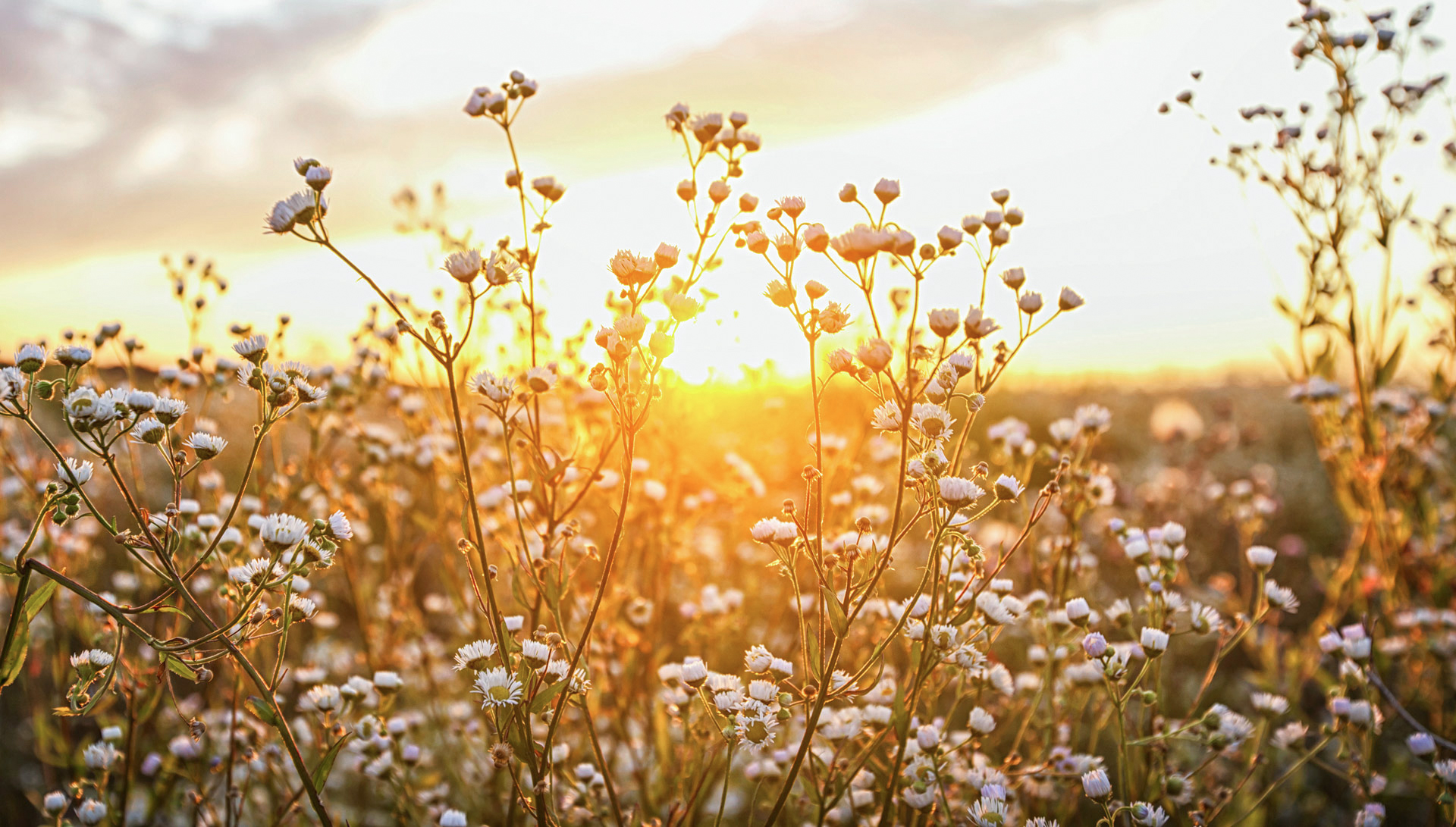 Bestattungshaus Medina Halle (Saale)