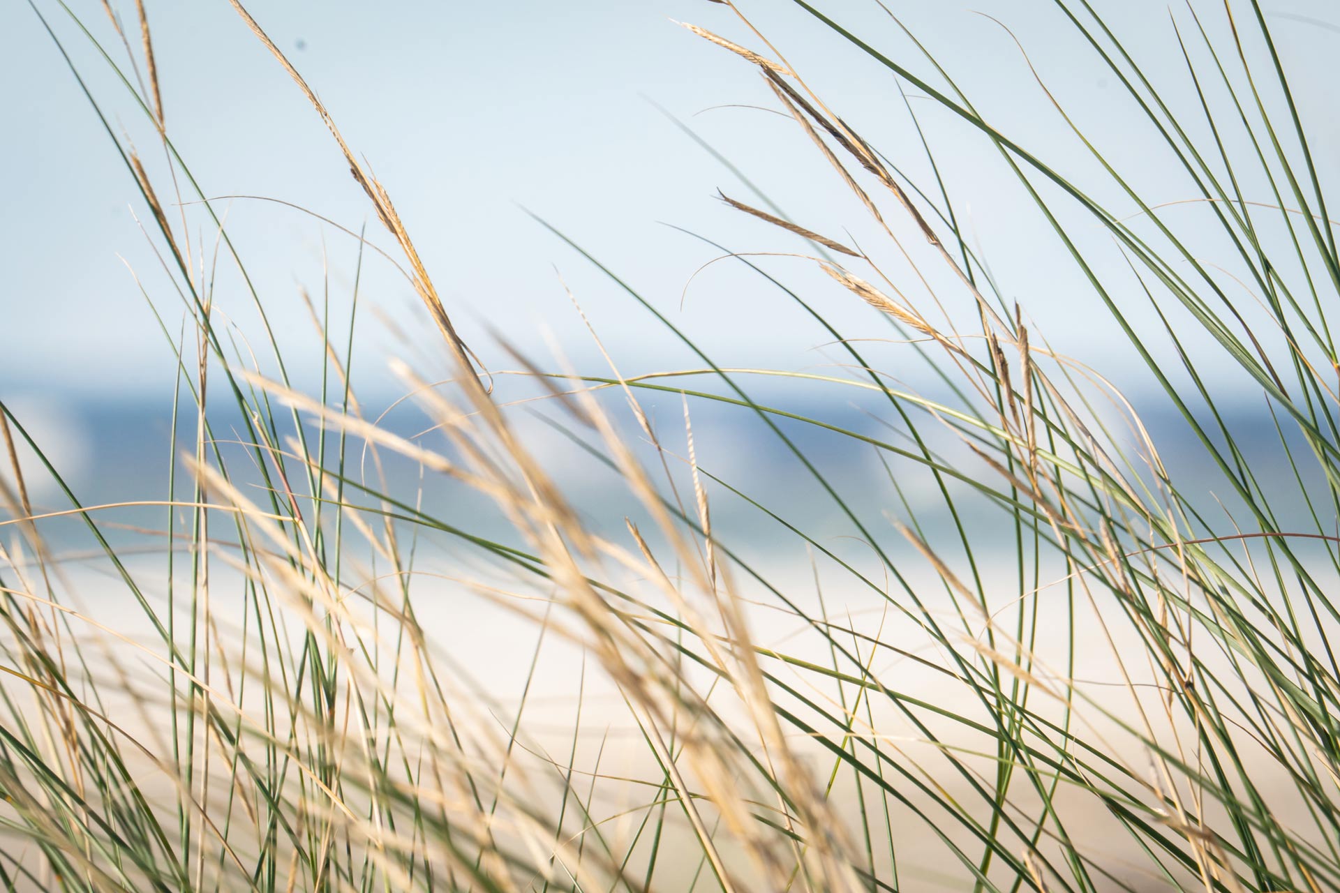 Nahaufnahme Dünengras